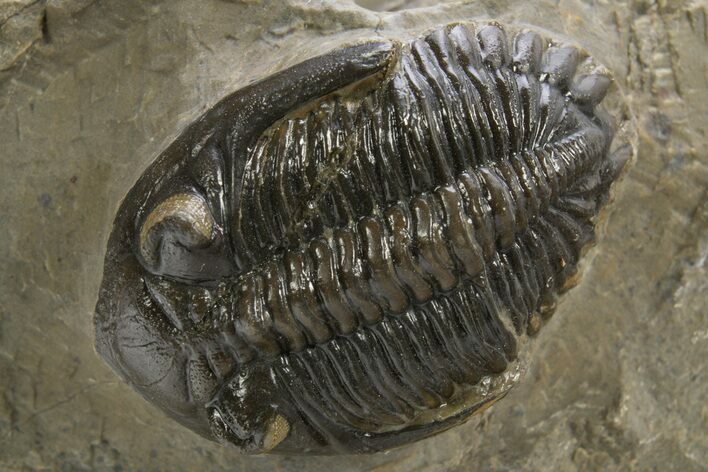Hollardops Trilobite Fossil - Ofaten, Morocco #319944